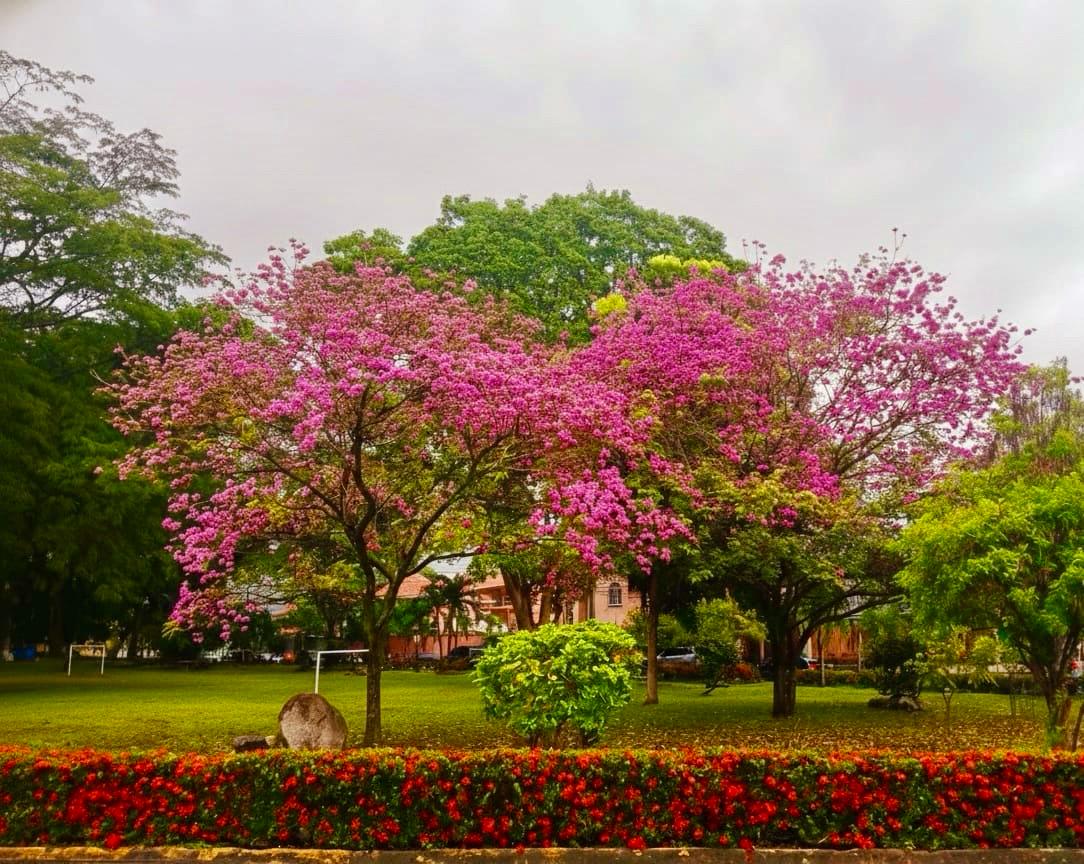 Nerio Peña tweet media