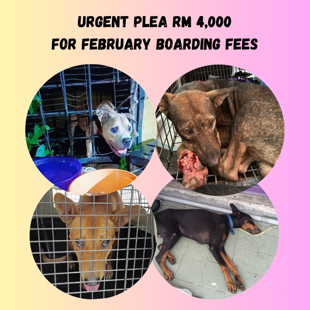 linda.elle.hafiza 🇲🇾 tweet media