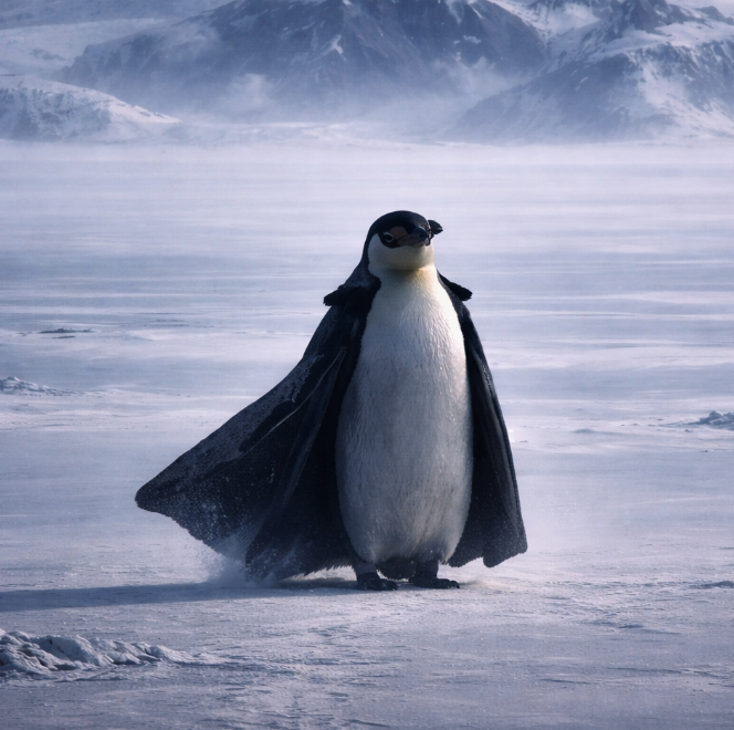 The penguin is Nietzschean

And what does Nietzsche say we must become?

The Übermensch. 

The Overman.