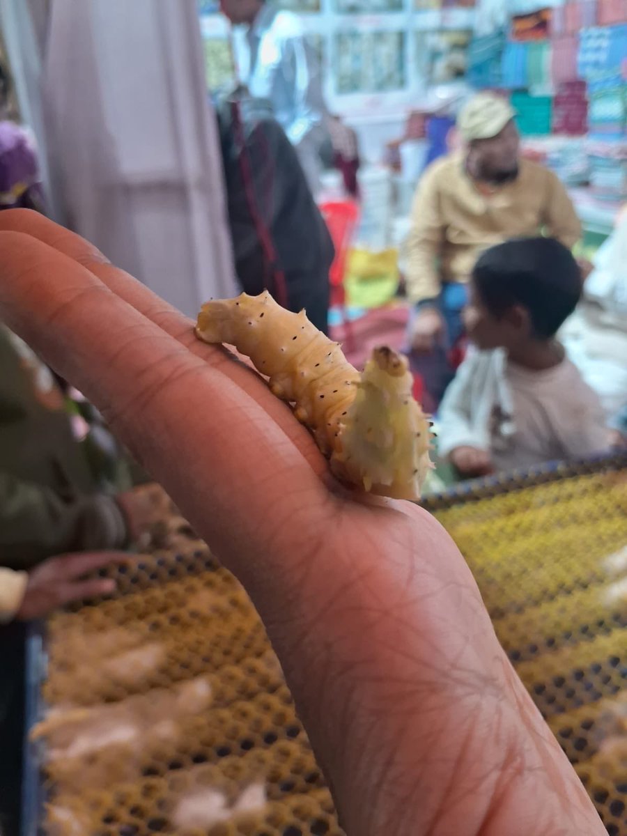 PriyaSharma0e's tweet photo. Nature is the ultimate engineer. 🐛✨
Caught a mesmerizing live demo of silk formation by the Forest Dept at #GajapatiUtsav. Watching silkworms weave their cocoons in real-time is a masterclass in patience and precision.
From tiny weavers to luxury threads—nature’s creativity https://t.co/HgZO4ilky4