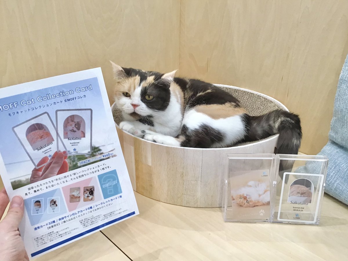Cat Café MOFF グランベリーパーク店 (@Moff_grandberry) / Posts / X