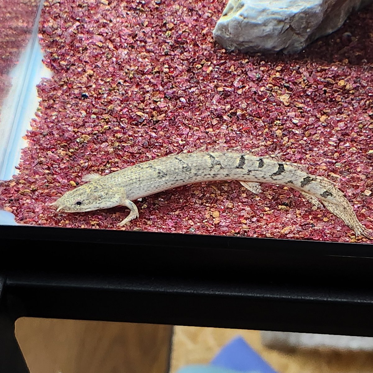 sargent_sb's tweet photo. ポリプテルス
先週はセネガルス、今日はデルヘッジを購入
これからどう成長していくか楽しみ！ https://t.co/1VfXbOqiFj