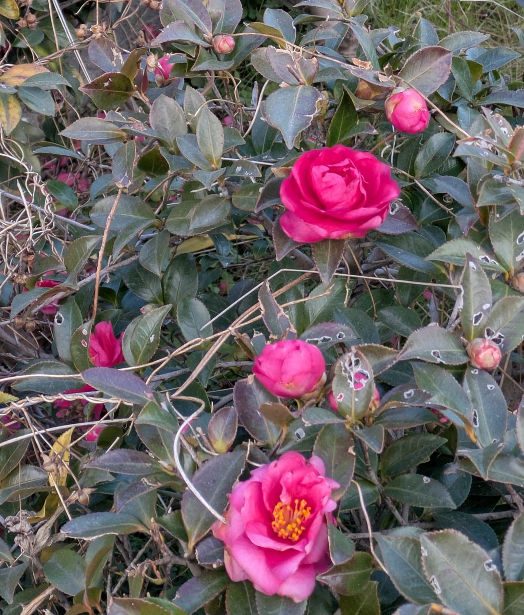 今日もとってもとっても寒い日になりました〜🌞🥶🍂冷たい風がビュービュー吹いて💨💨余計に寒いです🥶💨この風のお陰で洗濯物がよく乾いてくれました🧺🧥👖🧦💨✨
