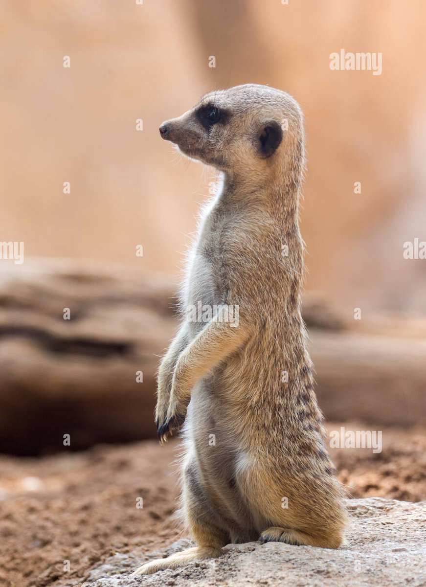 bedrot_barbie's tweet image. This gay ass pose, lock tf in Michael