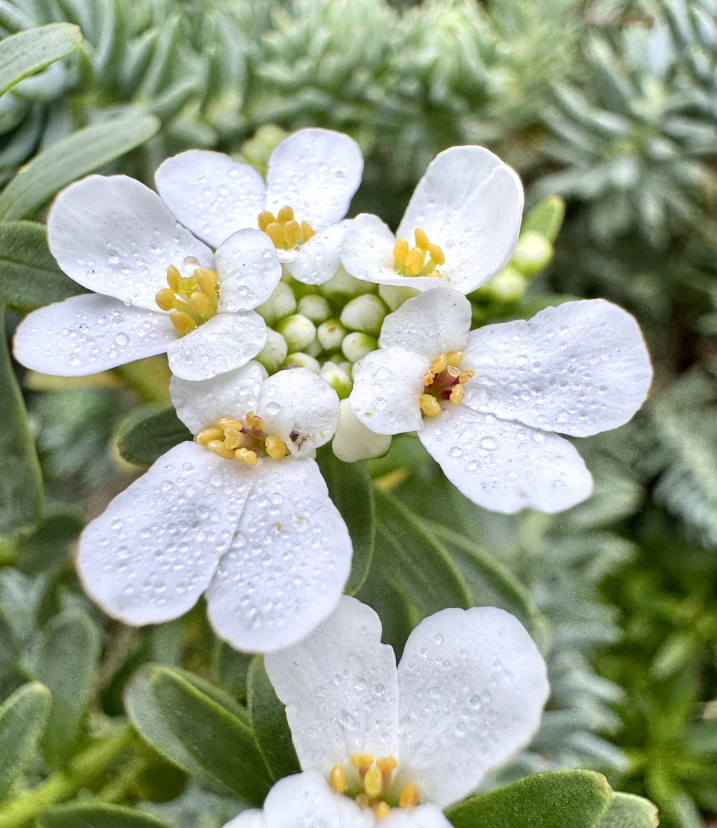 whweeksjr's tweet photo. Candytuft. Not related to candy. Derived from Candia, former name of Iraklion on Crete in Mediterranean. Native to that area and surrounding locations. I find it as a lovely ground cover, the only plant flowering in my yard in the depths of California winter. So intricate.!!! https://t.co/lJBt5OaVsX