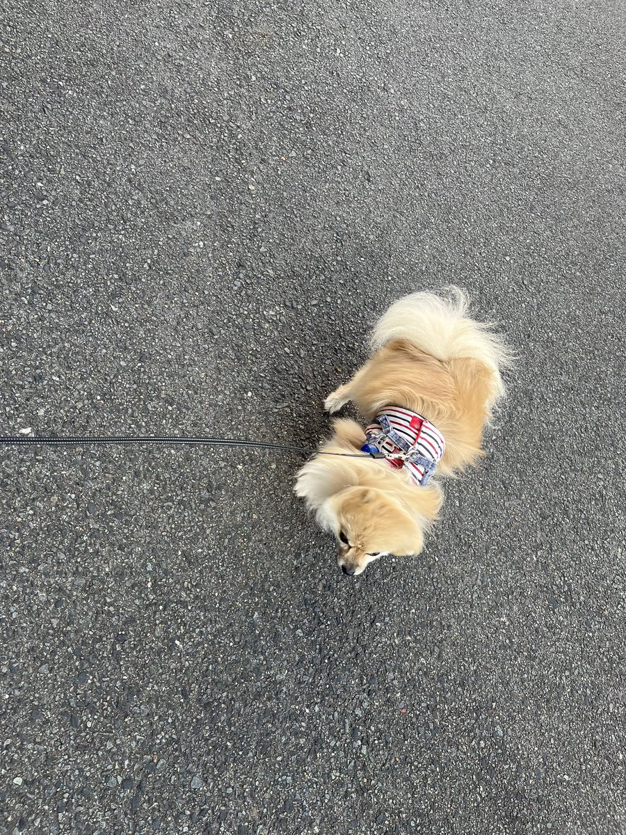 いぬかえりたくないってチラチラアピール