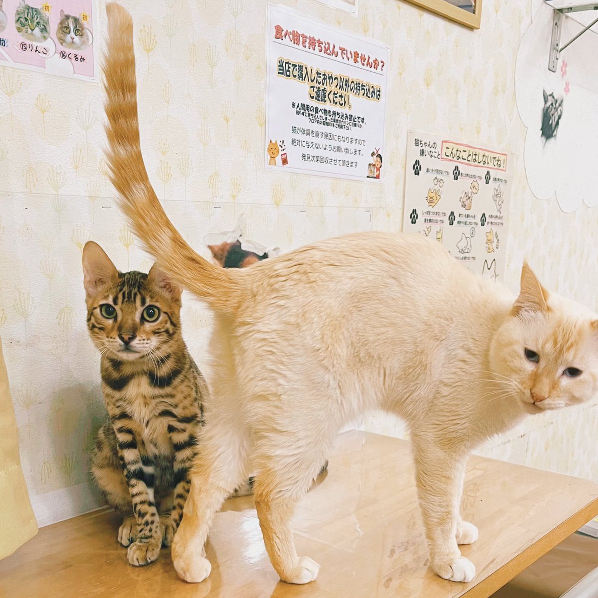 おはようございます☃ 外は雪景色ですが、今朝の猫達はとても元気に