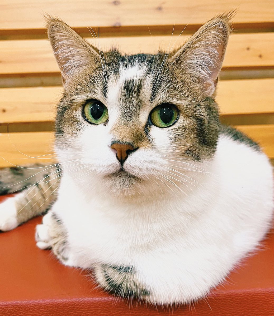 おはようございます☃ 外は雪景色ですが、今朝の猫達はとても元気に