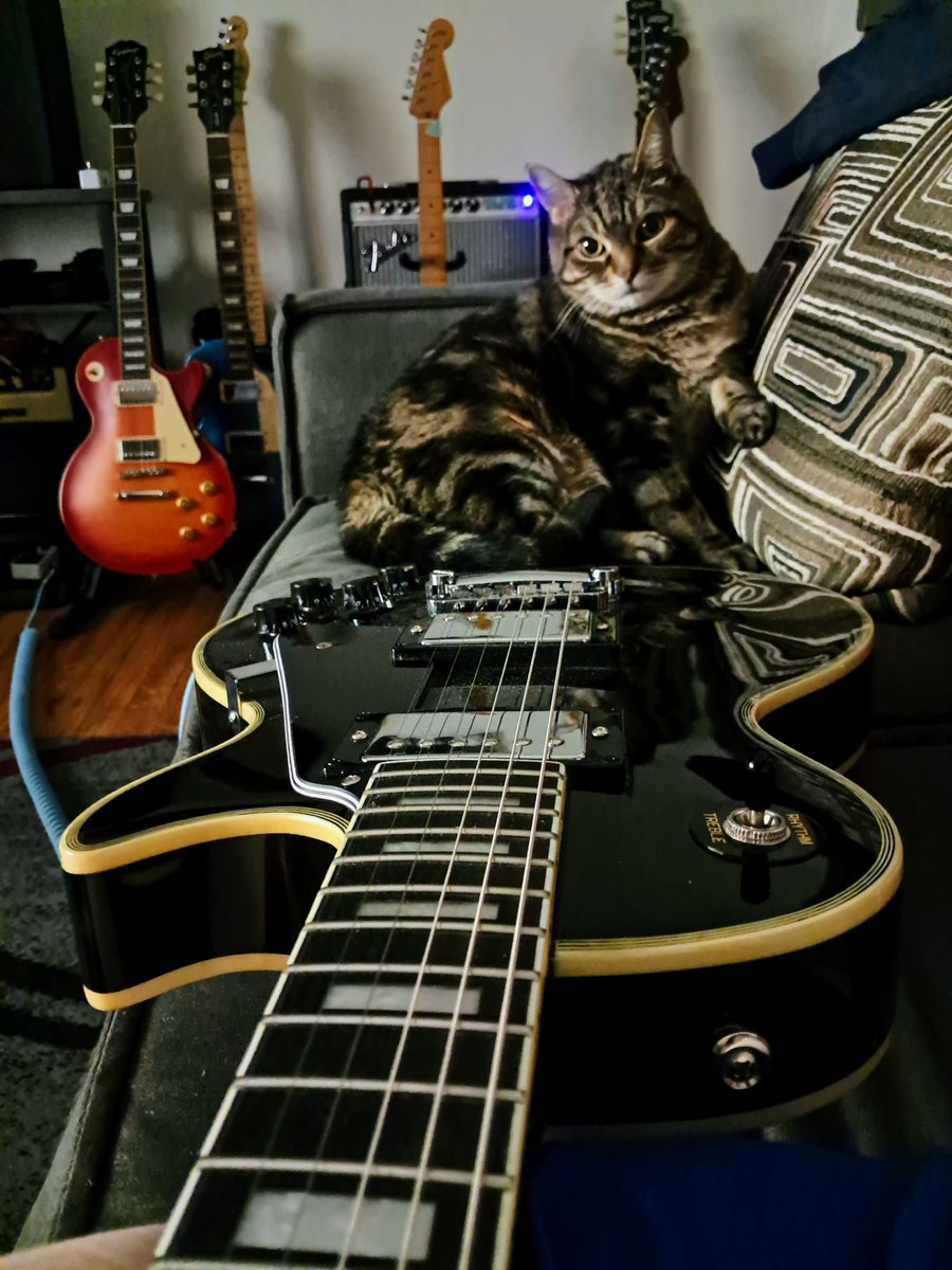 GuitarG71647302's tweet image. Google informed me earlier that it was one year ago today that Liam was chillin' with some guitars. 
*That's pretty much every day for him.  😺
#CatsOfTwitter #Liam #Guitars