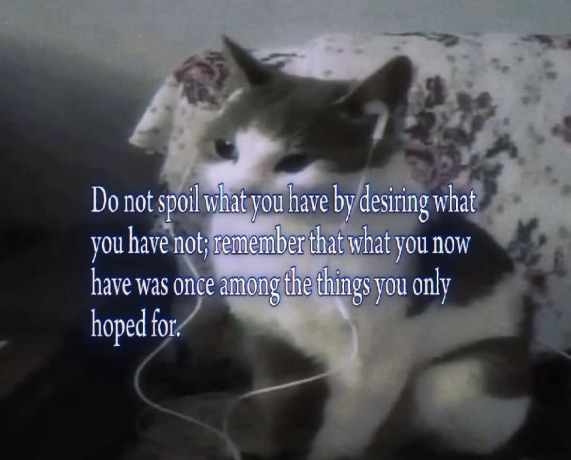 LiterallyMeCats (@literallymecats) on Twitter photo 