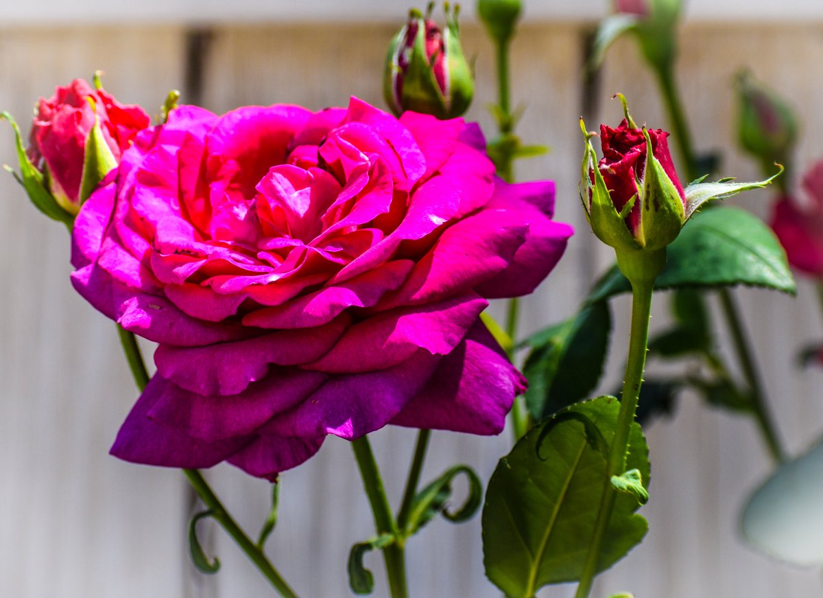 🌹🌹 Mary 🌹🌹 tweet media