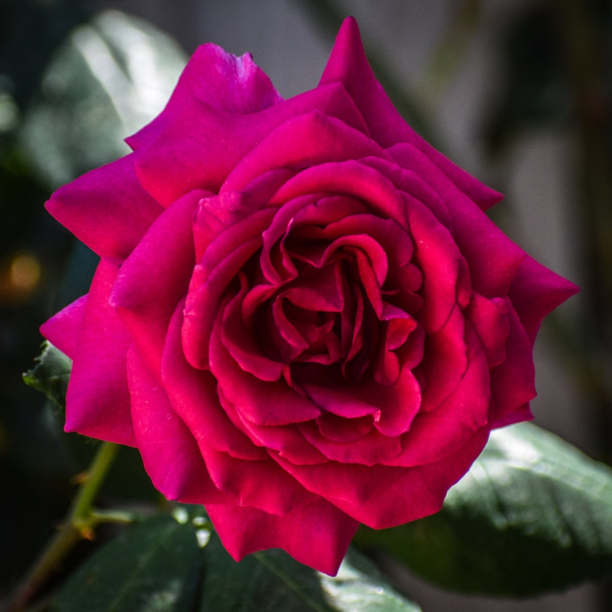 🌹🌹 Mary 🌹🌹 tweet media