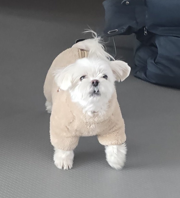 Naineh0's tweet image. 짖고도싶고 재촉하느라 발동동도 해야하고