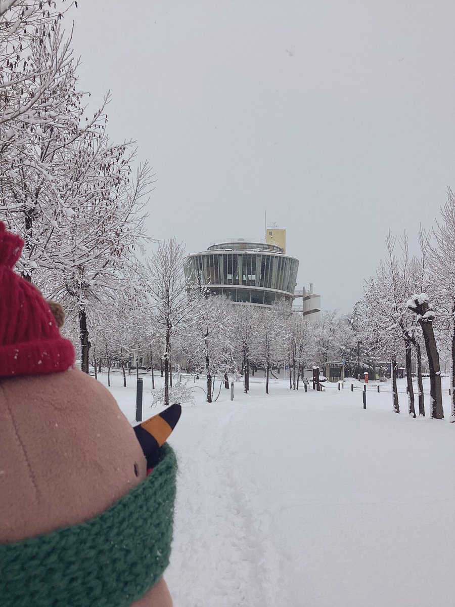 雪いっぱいつもったクイ❄️

#クイクイ　#福島潟