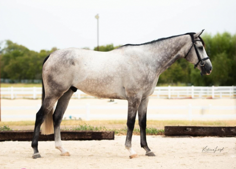 Talented well bred gelding. Very fancy movement. Brave forward jumper. He is best suited for an advanced, pro rider or a good riding student with trainer. He is big, powerful and looks like a warmblood. Has a very large stride. Can do all the dressage… dlvr.it/TQXF8R