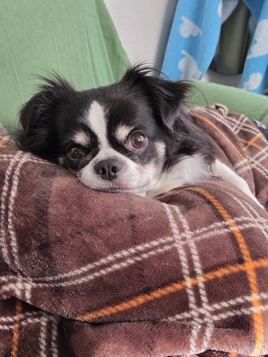 chiwawa_goro's tweet photo. 今日もこの位置でまったり中
夕方はトリミングへGOGO
#チワワ
#いぬのいる暮らし https://t.co/bNiRW7Ktmj