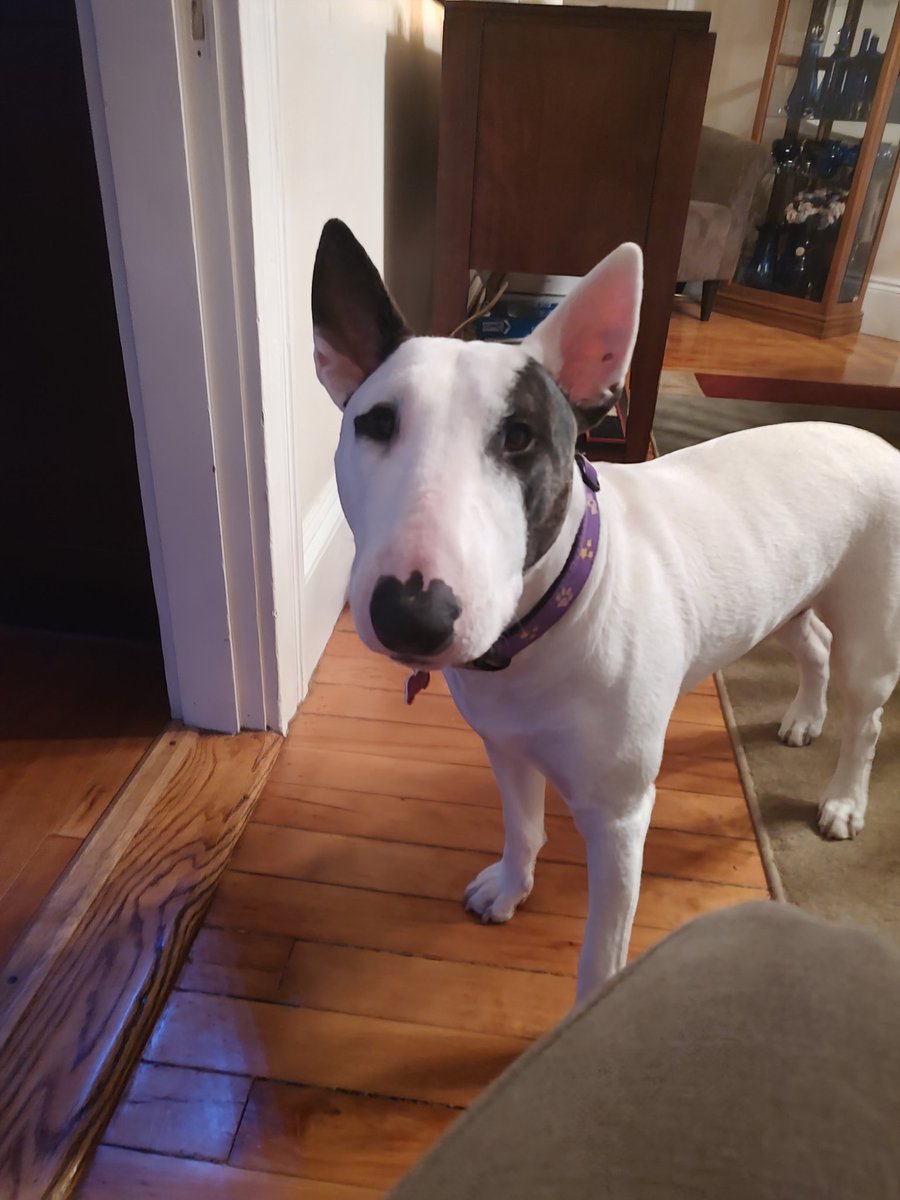 rexthetvterrier's tweet image. I'm heading to the kitchen for a snack.  There's a new #Dateline at 9 @DatelineNBC 
#Spike #TVPicks #Dogs