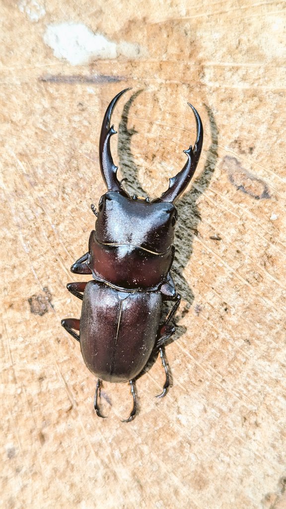 モミ,モミの木。引き取り限定❗️ 楽天市場】【ポイント7倍！今晩20時開始】高級材突板使用 MOKUREN