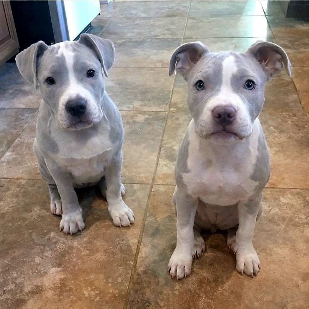 CrazyVibes_1's tweet image. “We are too old for puppies,” my wife said many times. Our children were grown. Our 12 year old Labrador had passed away in June 2025.

We thought we were done with dogs. It felt like too much pain and too much work. We wanted a quiet retirement.

Last Sunday (Jan 18, 2026), our…