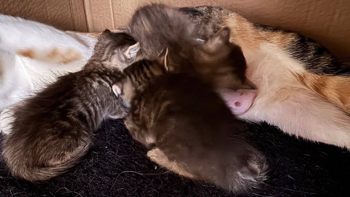 鈴木智彦／SUZUKI TOMOHIKO tweet media