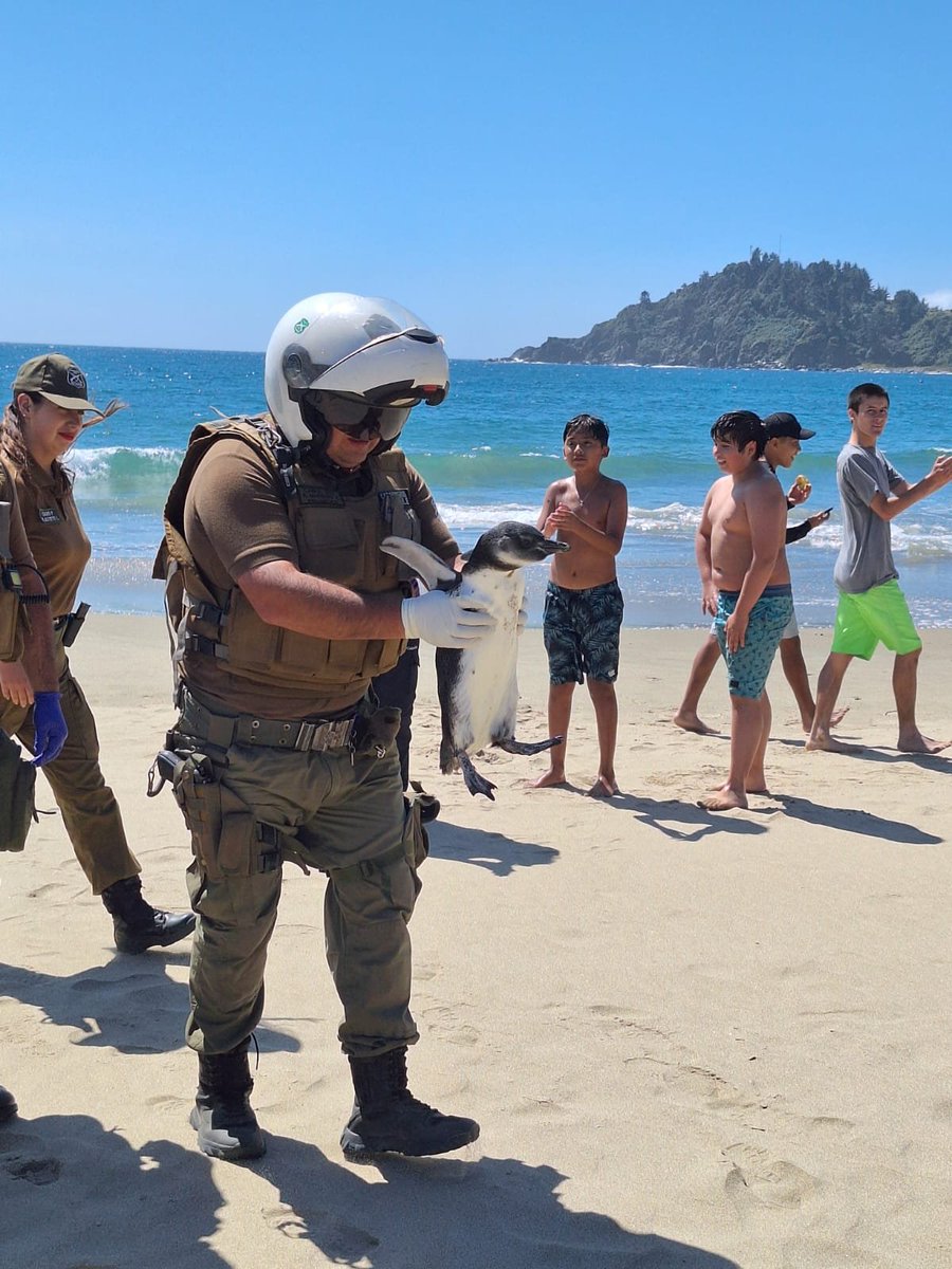 CriaturaMarcelo's tweet image. hoy estuve en la playa y en un momento apareció un Pingüino al que se lo llevaron los carabineros

y la foto que le sacó mi papá tiene alto potencial de Curis XDDDDD
