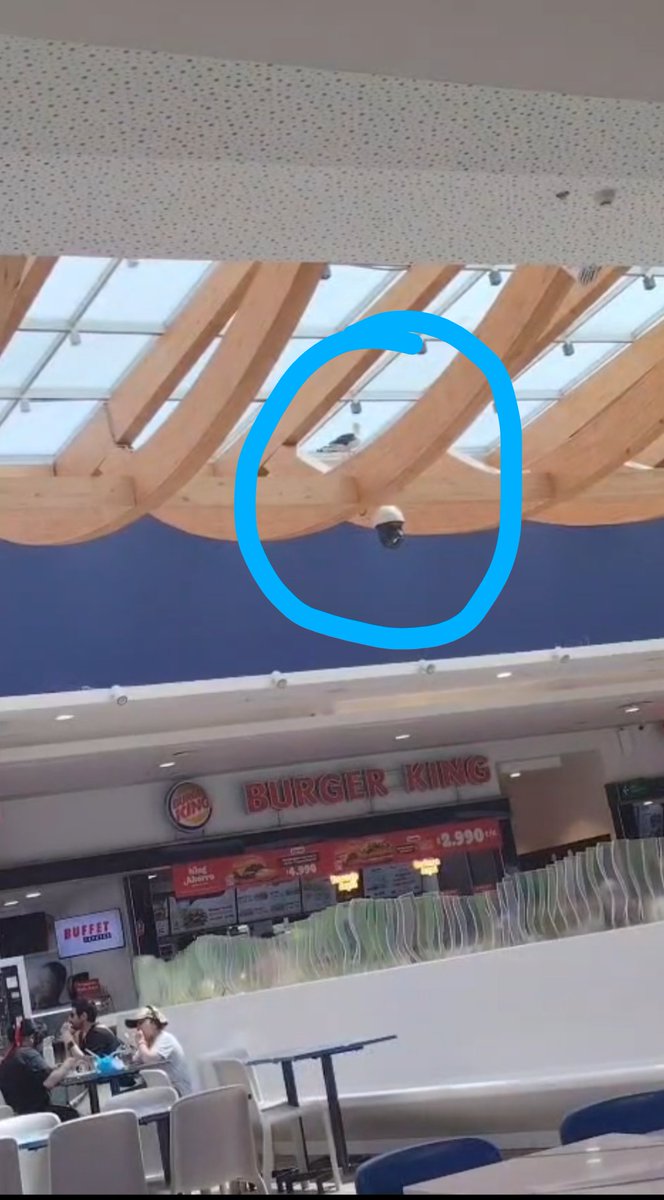 humos123's tweet photo. @eldia_cl gaviota atrapada mall de coquimbo patio comida lleva más de tres días ...favor ayudar @BomberosdeChile @Carabdechile @elobservatodo #MalllVivoCoquimbo https://t.co/ZwSvCo7KxS