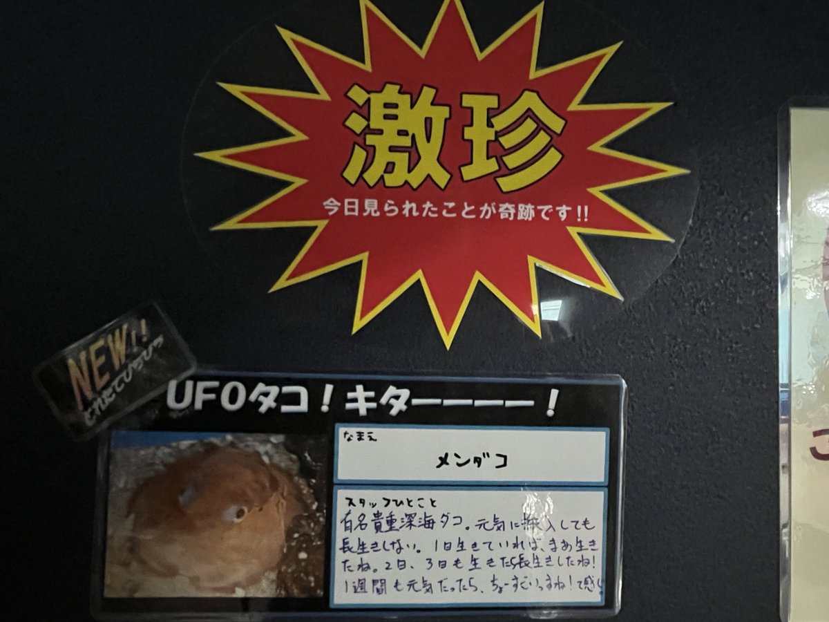 速報】竹島水族館にメンダコ出現…ッ！！ ※フラッシュ撮影はご遠慮