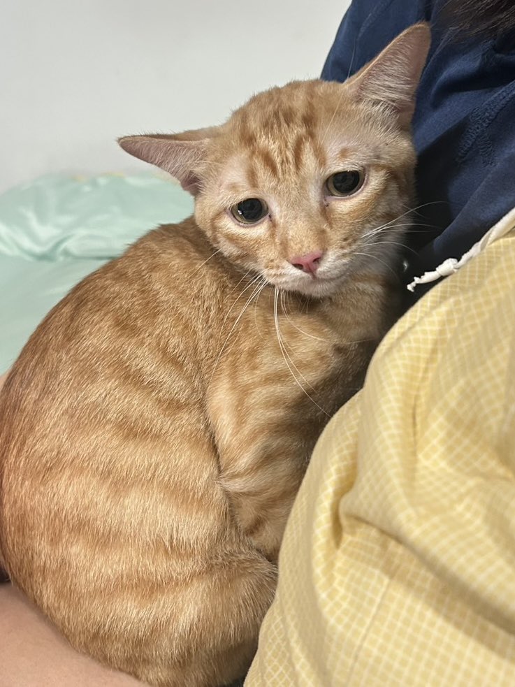 หน้าน้องดูกังวลกลัวได้กลับบ้าน อยากเป็นแมวจร