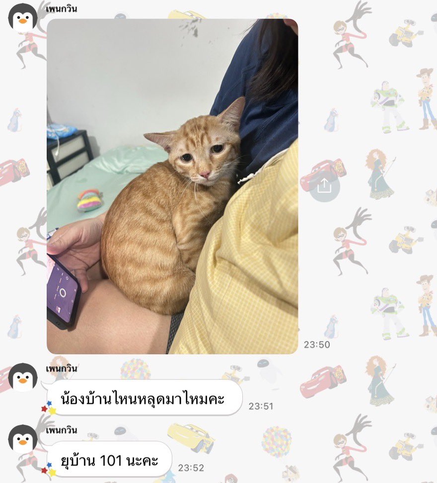 furbyfah's tweet image. หน้าน้องดูกังวลกลัวได้กลับบ้าน อยากเป็นแมวจร