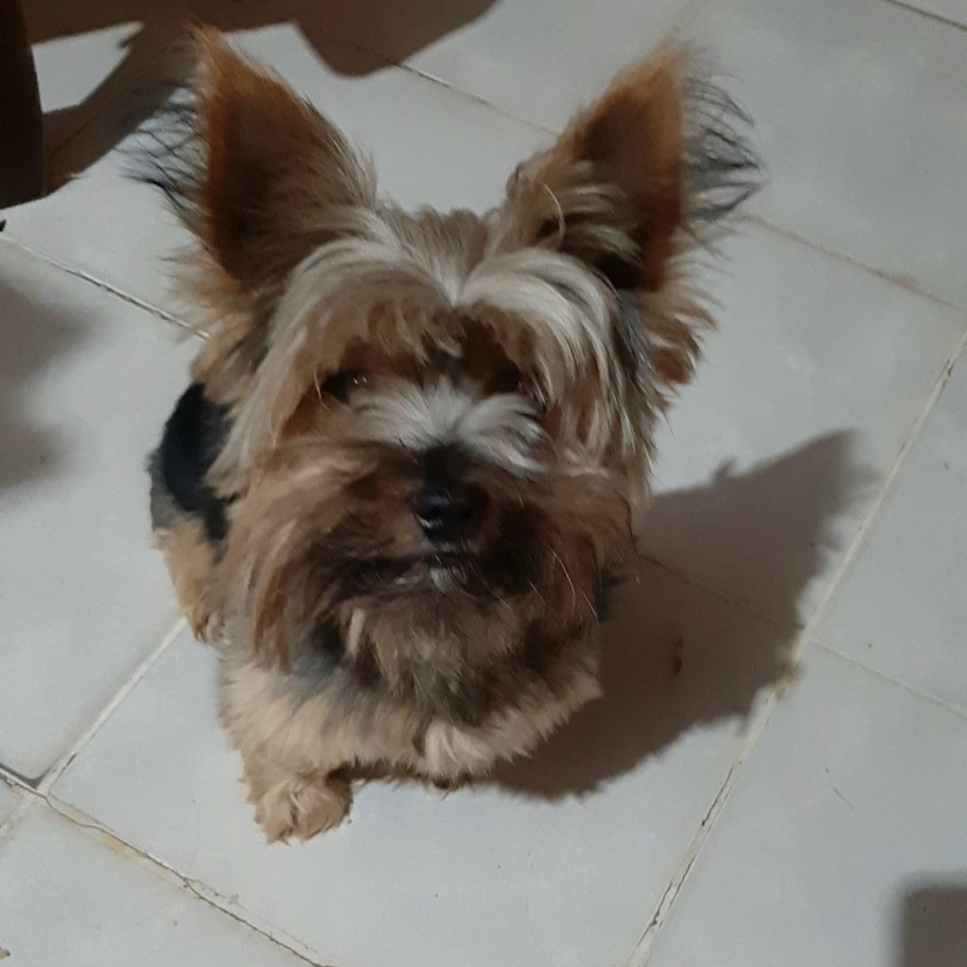 buscamos a Max tweet media