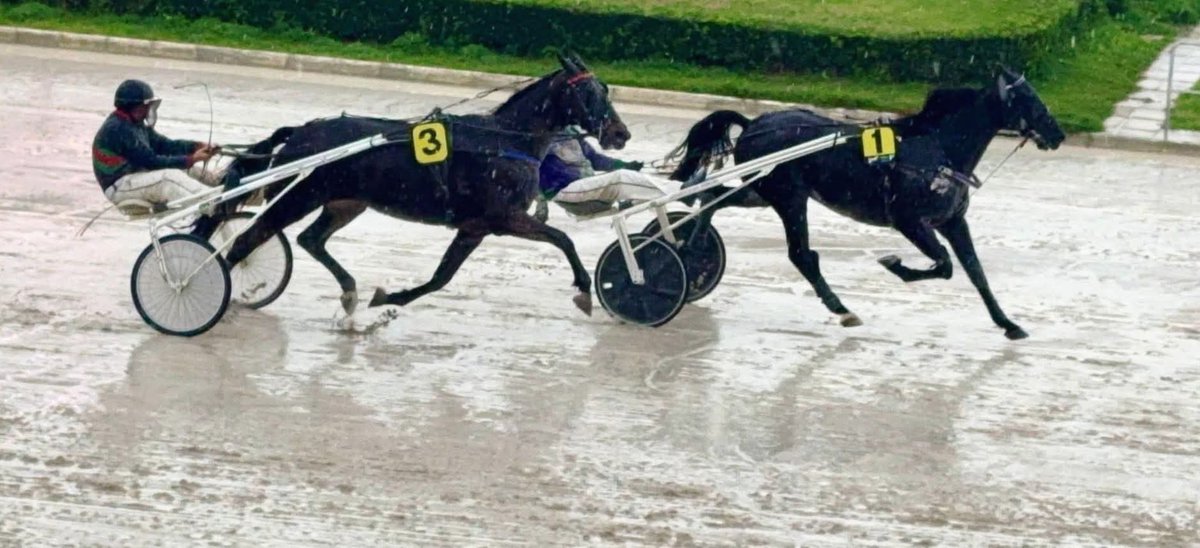 💥 GREEN DE LARRÉ allarga la seva extraordinaria llegenda de millor importat de l'història del TROT BALEAR amb un 🥇 èpic a la 61 edició del clàssic internacional 🏆 'GRAN PREMI CIUTAT DE PALMA'

⛑️ TROT / 🌍 MALLORCA
R2 PREMIUM - SON PARDO 🏟️ 
facebook.com/share/p/1Bu8Rx…