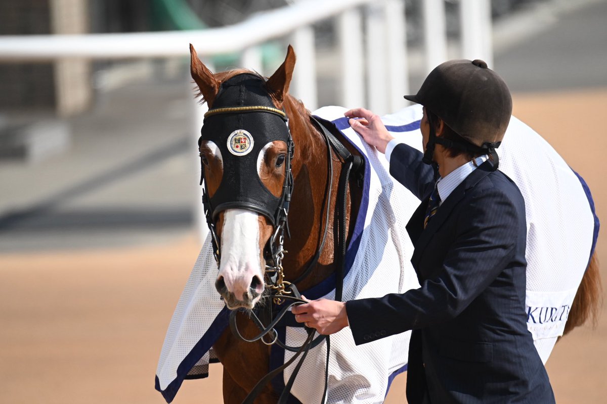 sball_dictus's tweet photo. #ホーナー
#Improbable
#浜中騎手復帰後・2026年初勝利 https://t.co/PoovIUfsfP