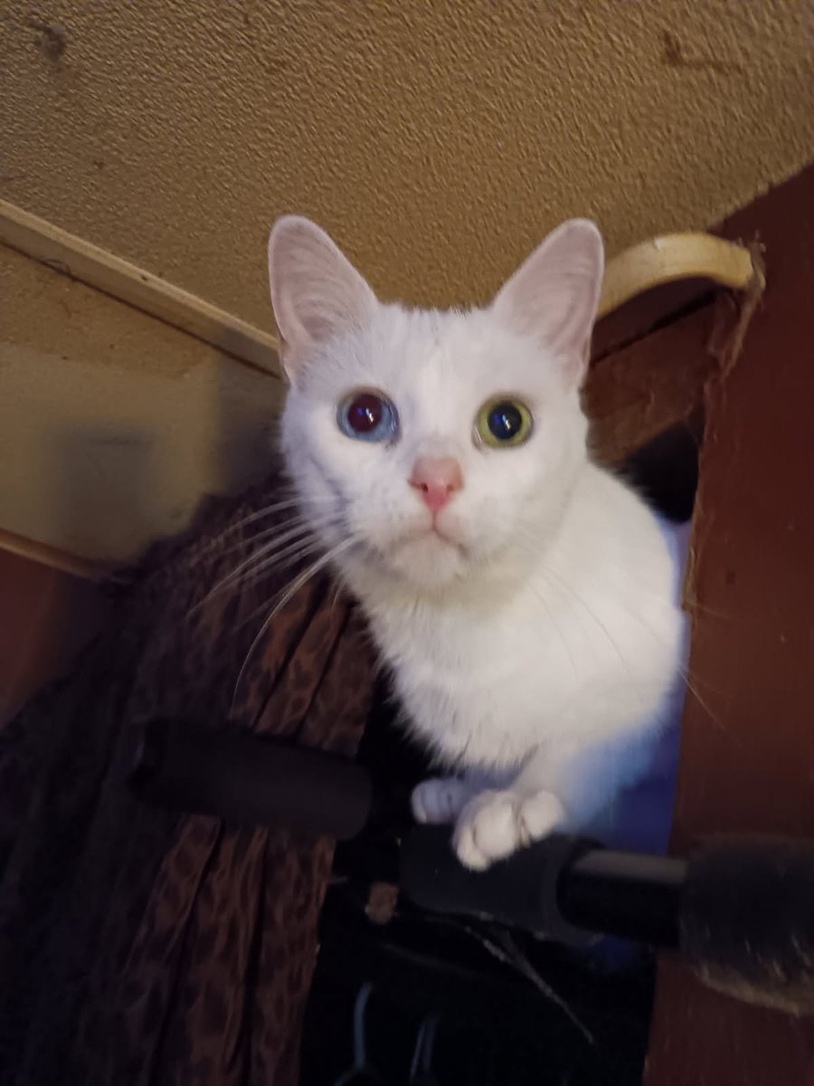 DeAnna Bolinger Mama D tweet media