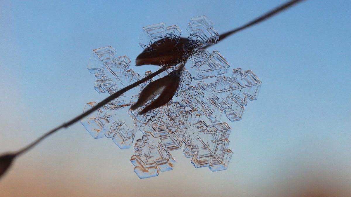 wapichan_ap's tweet photo. 今朝さんぽから…（1/24）

「六花型」の霜の結晶を
4枚セレクトしてみたよ ٩(⁎╹ᴗ╹⁎)❄️🩷

雪じゃなくて、霜だよ！(๑>ᴗ<๑)✨

#キリトリセカイ
#写真好きな人と繋がりたい https://t.co/l0oxIC5GPy