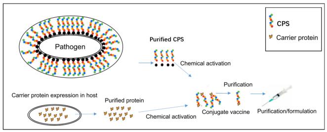 S. pneumoniae CPS Antibodies - Creative Diagnostics
Creative Diagnostics has developed a panel of serotype-specific S. pneumoniae CPS antibodies for streptococcus pneumoniae vaccines research.  View more: creative-diagnostics.com/news-s.-pneumo…