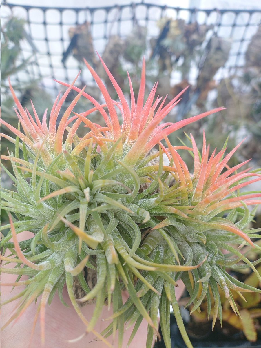 Tillandsia ionantha 'Mexican Zebra' 色付いてもちゃんと縞模様わかっ