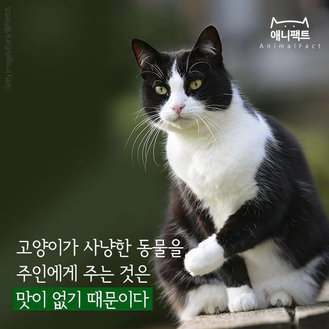 zya_sara's tweet photo. 고양이가 사냥한 동물을 주인에게 주는 이유 https://t.co/tovnaKoPVB