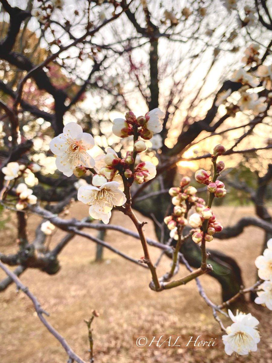 HALHoriiart's tweet image. 白梅🌅
#flower #nature
#NaturePhotography