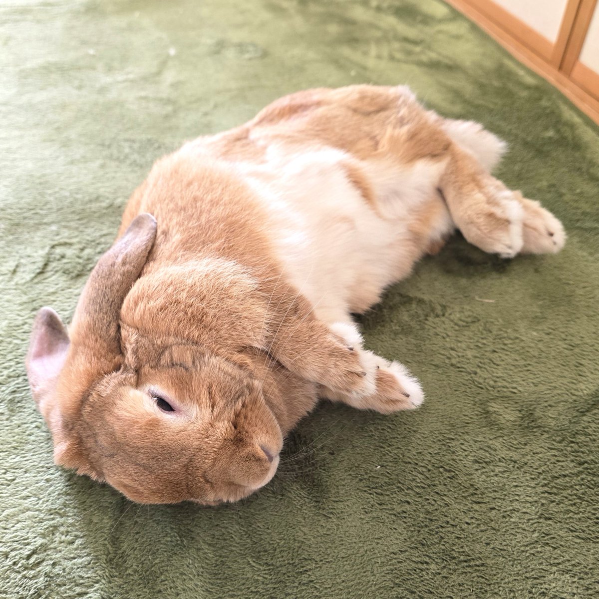 たくさん遊びました🐰💤