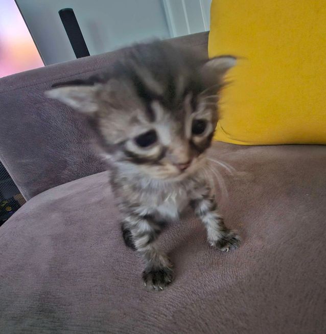 Me pone muy triste la situación de la comunidad actualmente. Hay mucha desunión, muchas peleas y bastantes beef entre todos. No me gusta ver que se peleen, sé que hay gente mala o personas que no comparten la misma opinión, pero solo hay que sentarse a hablar y resolverlo y ya 😞