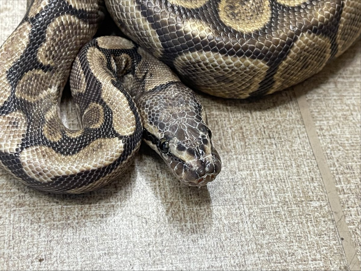 買い取りました‼️ ボールパイソン🐍 GHIマホガニースパイダー♂ 約