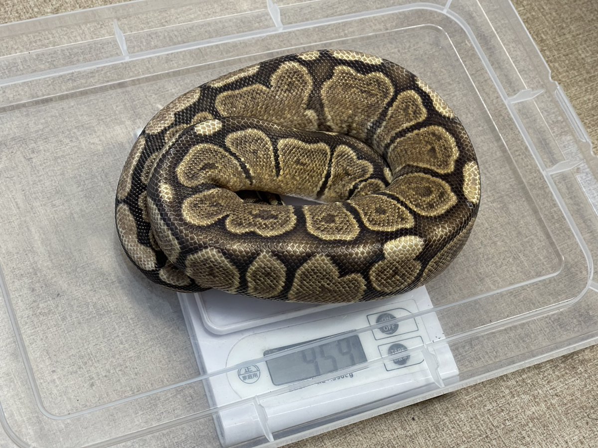 kenny様 Shout At The Kenny