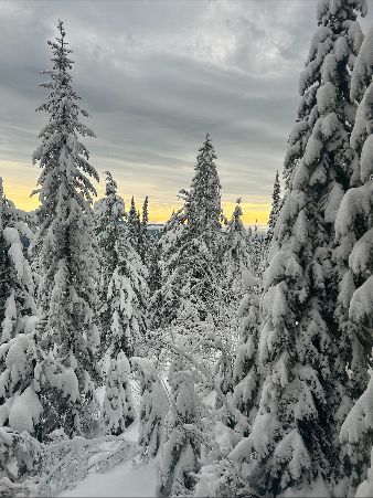 Chenmark tweet media