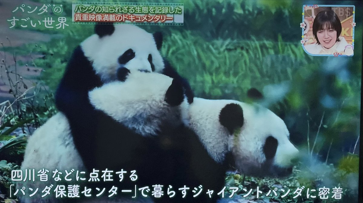 ꕤ 𝗠𝗘𝗗𝗜𝗔 ꕤ 本日放送TBS「#王様のブランチ」 にて 映画『#パンダ