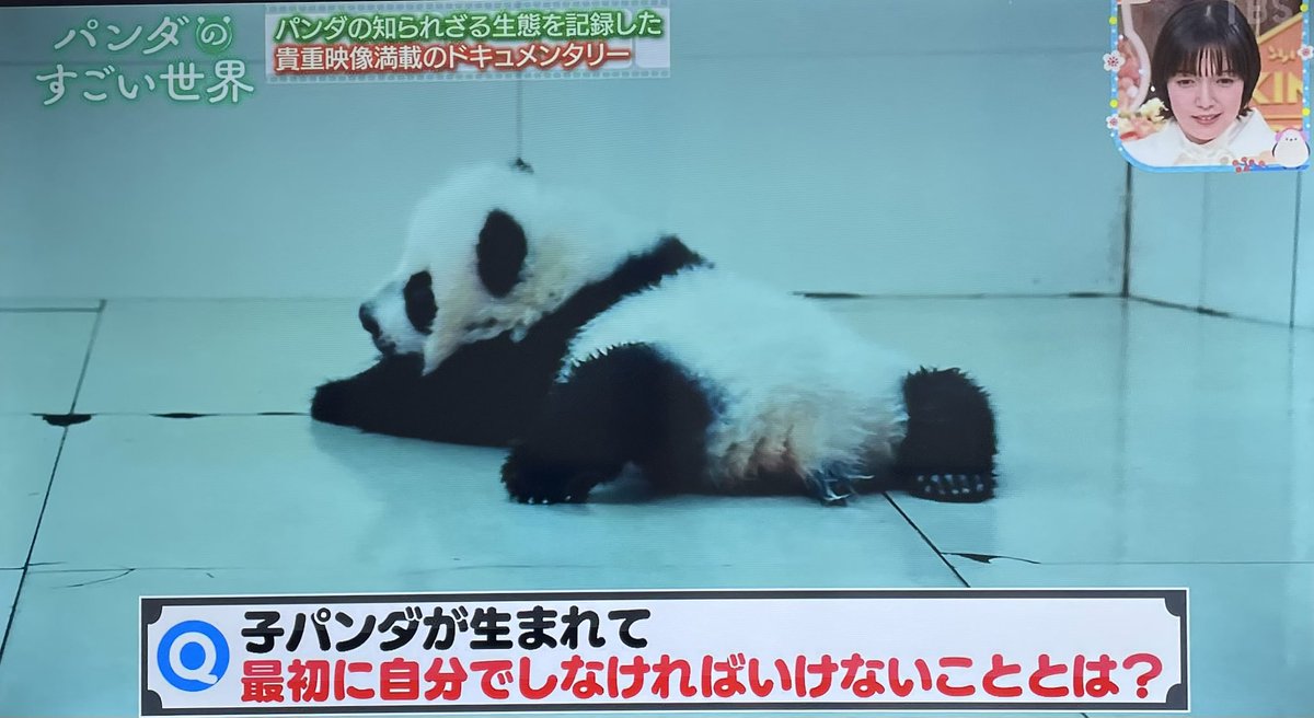 ꕤ 𝗠𝗘𝗗𝗜𝗔 ꕤ 本日放送TBS「#王様のブランチ」 にて 映画『#パンダ