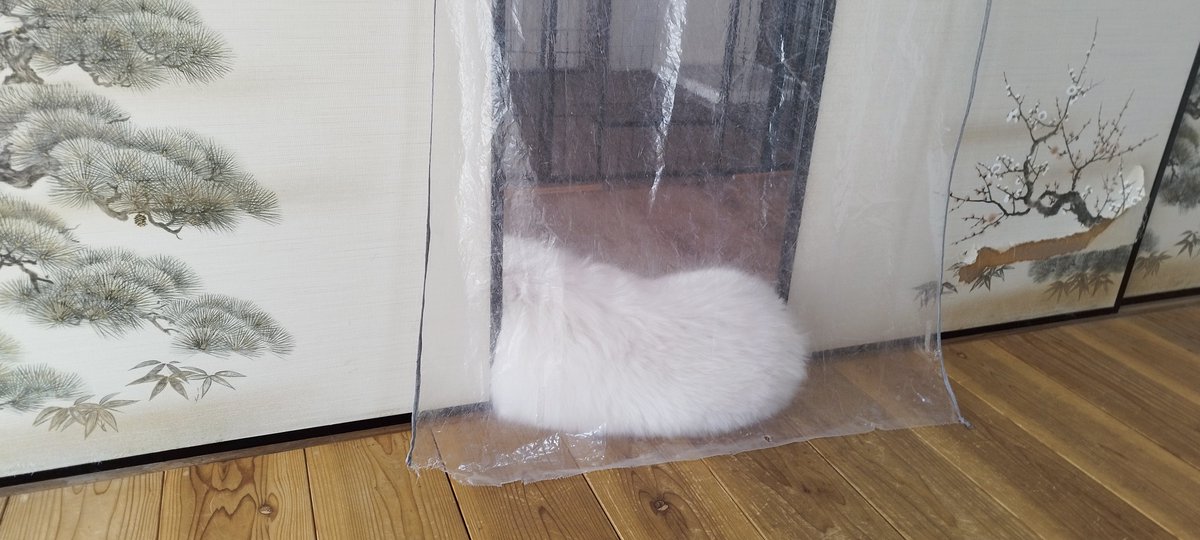 きょうのいぬ❄🐶