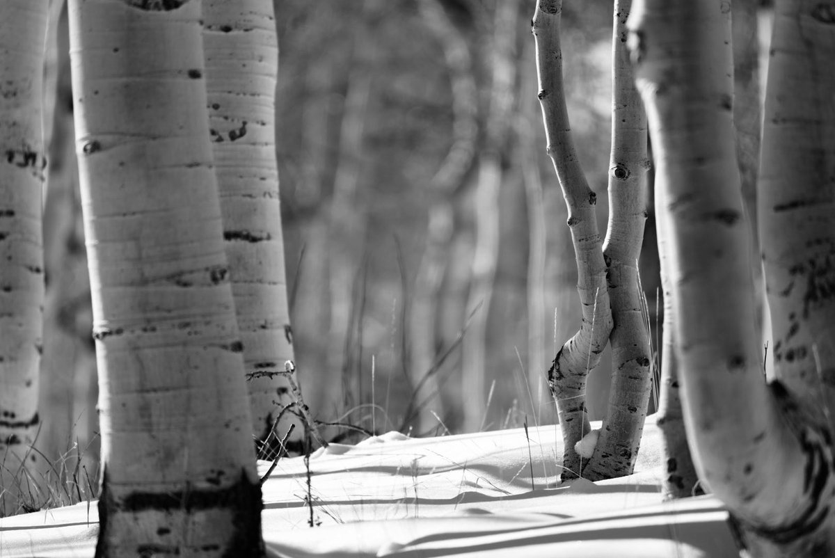 Fedup2479's tweet image. Still standing