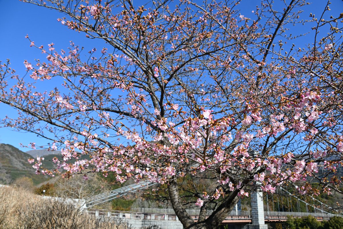 HadanoVC's tweet image. 8時40分の気温6.3度 晴れ
雲一つない青空が広がり、#鍋割山稜 や #三ノ塔、#二ノ塔 の山並みがよく見えています。日差しは届いても風は冷たく、日向でも寒さが身に染みます。
＃ハシボソガラス が強い向かい風にあおられてよろけていました。風のせいか、カワヅザクラに蜜吸にくる鳥の姿はありません。