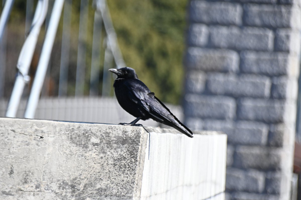 HadanoVC's tweet image. 8時40分の気温6.3度 晴れ
雲一つない青空が広がり、#鍋割山稜 や #三ノ塔、#二ノ塔 の山並みがよく見えています。日差しは届いても風は冷たく、日向でも寒さが身に染みます。
＃ハシボソガラス が強い向かい風にあおられてよろけていました。風のせいか、カワヅザクラに蜜吸にくる鳥の姿はありません。