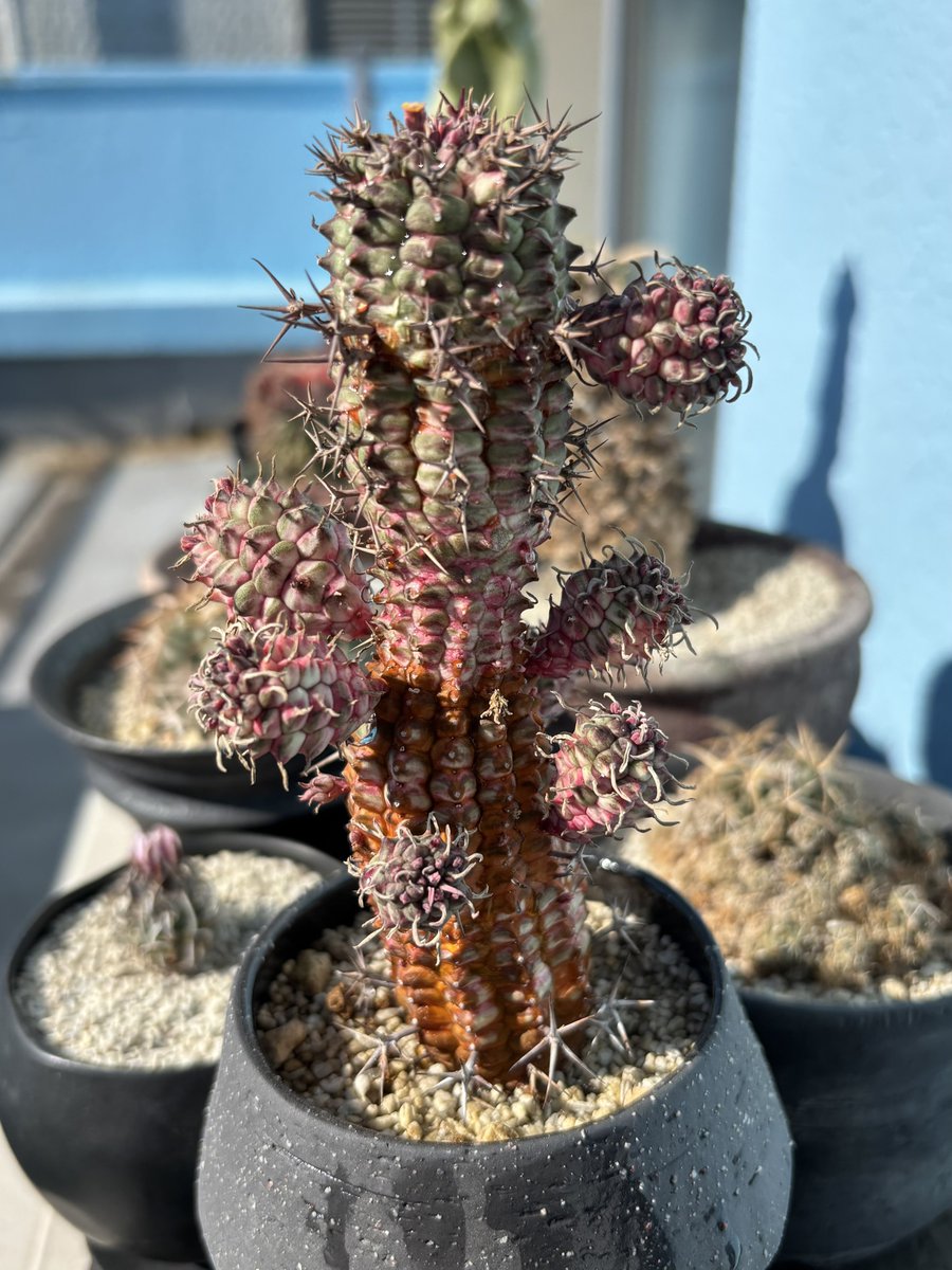 山田はじめ Hajime Yamada (@1yamada) / Posts / X